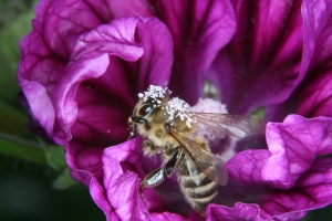 Wilde Malve (Malva sylvestris) mit Honigbiene